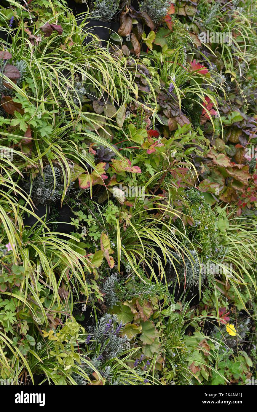 Vertical garden wall planter hi-res stock photography and images - Alamy