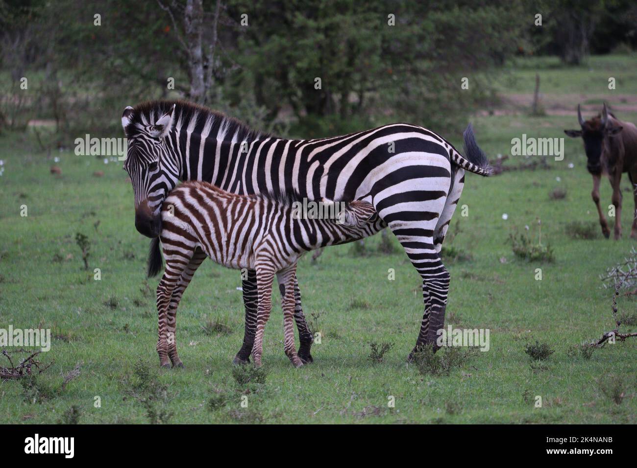 A beautiful picture of a zebra and zebra's cub drinking milk in the