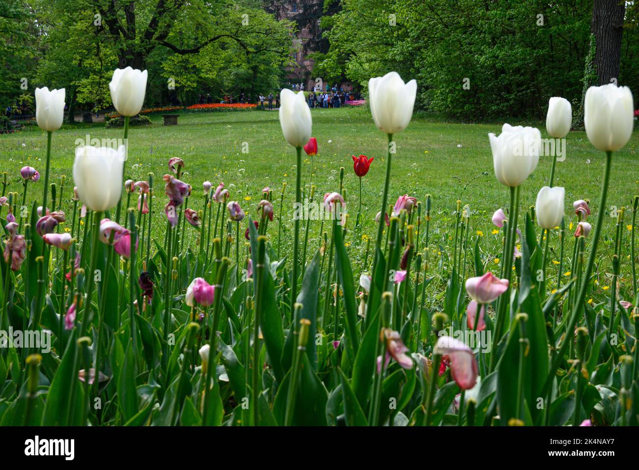 Blooming tulips in April in a private Italian garden. Scientific name