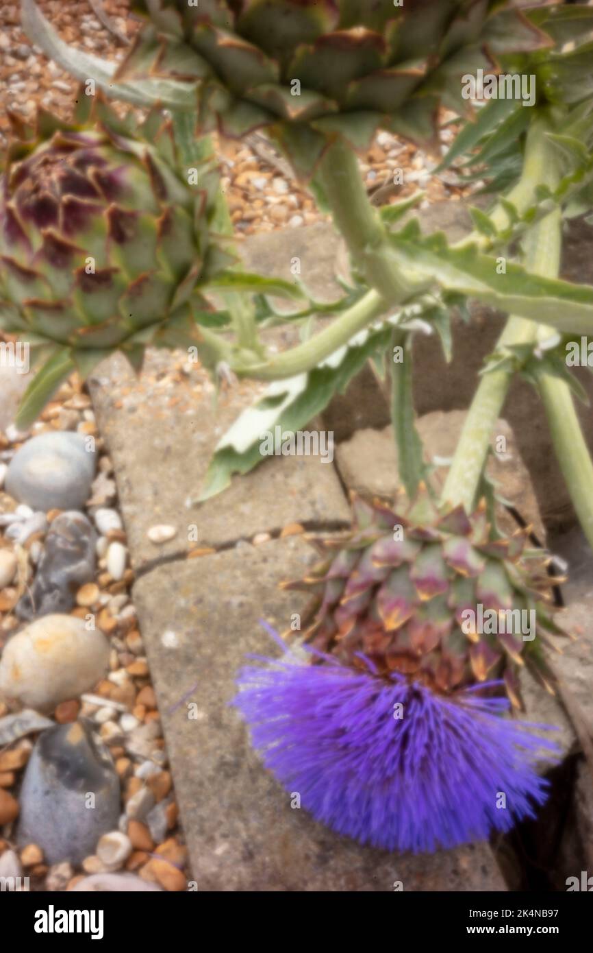 Stately cardoon, Cynara cardunculus, artichoke thistle in flower, natural plant portrait. Hastings seaside town, England Stock Photo