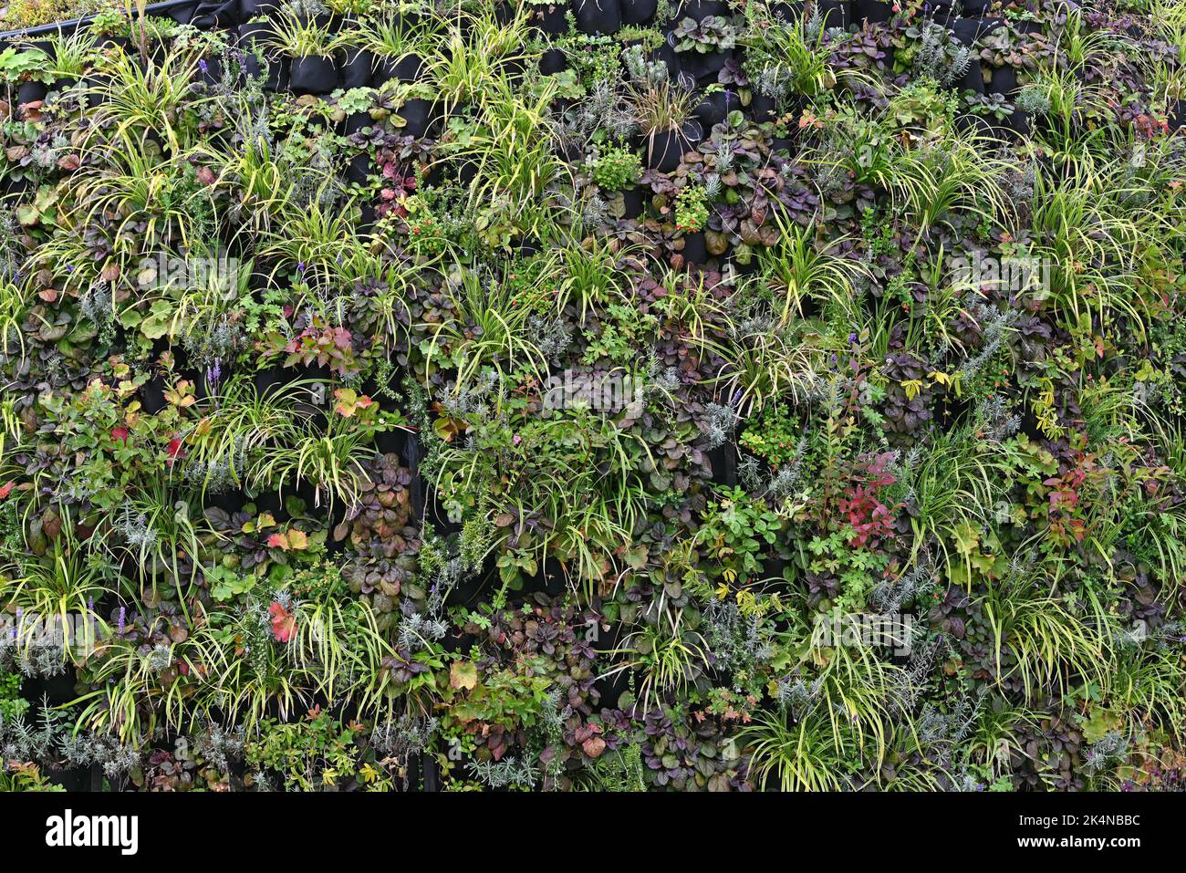 Vertical garden wall planter hi-res stock photography and images - Alamy
