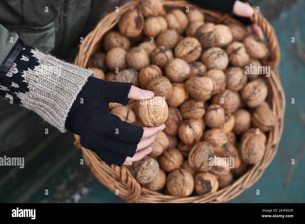 Collecting walnuts in a basket Stock Photo