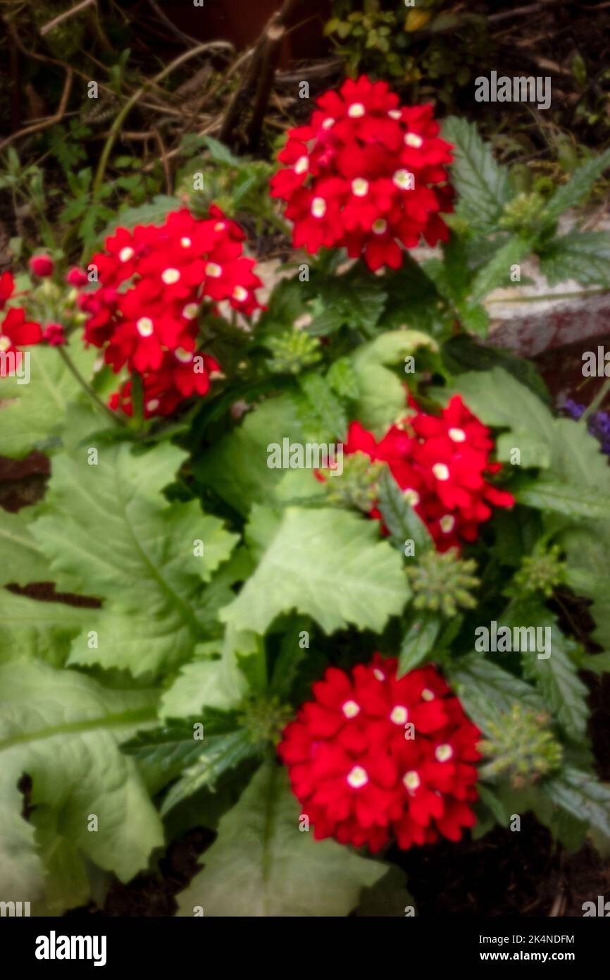 Verbena showboat red with eye hi-res stock photography and images - Alamy