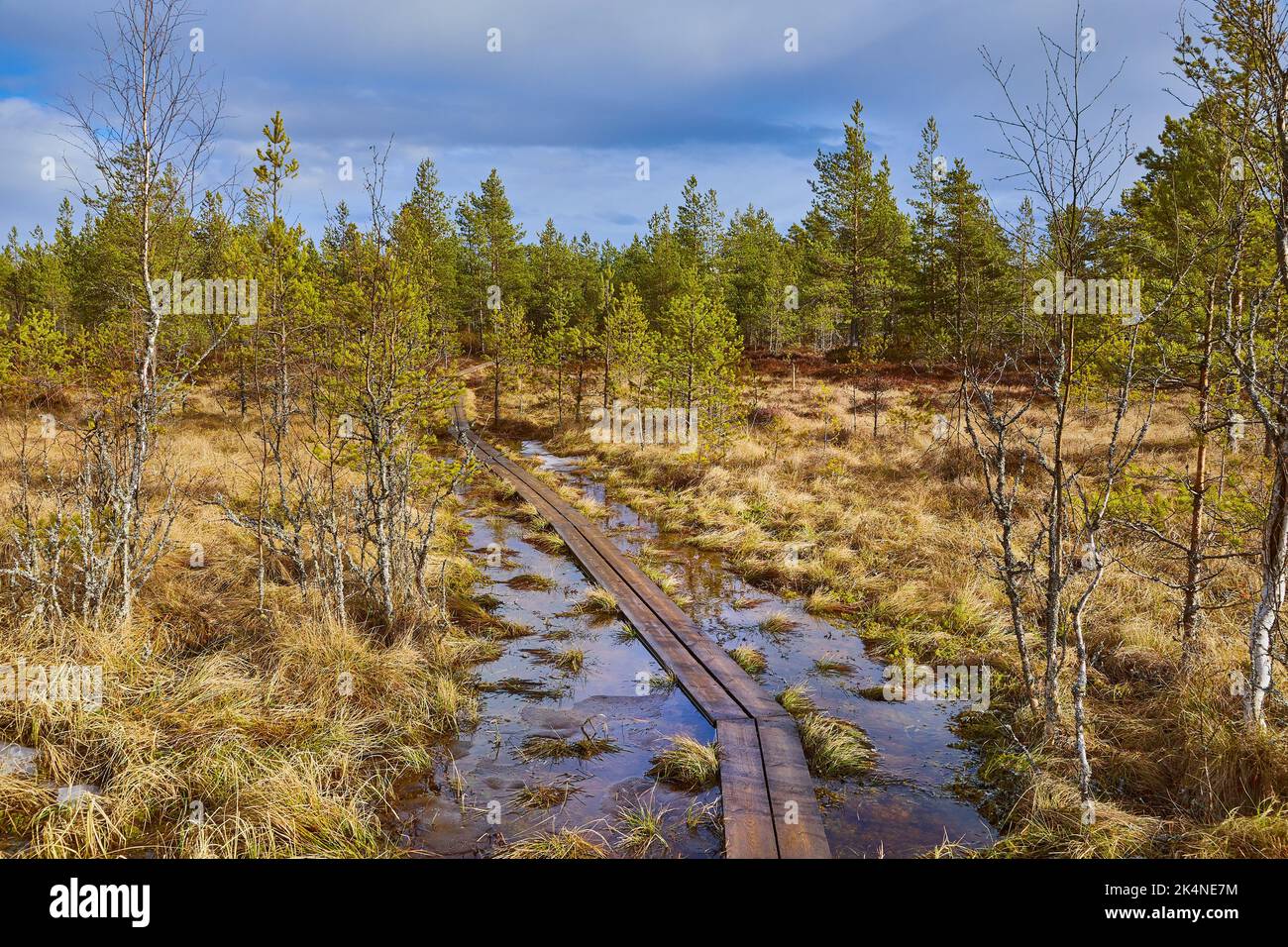 Swamps in Finland Stock Photo