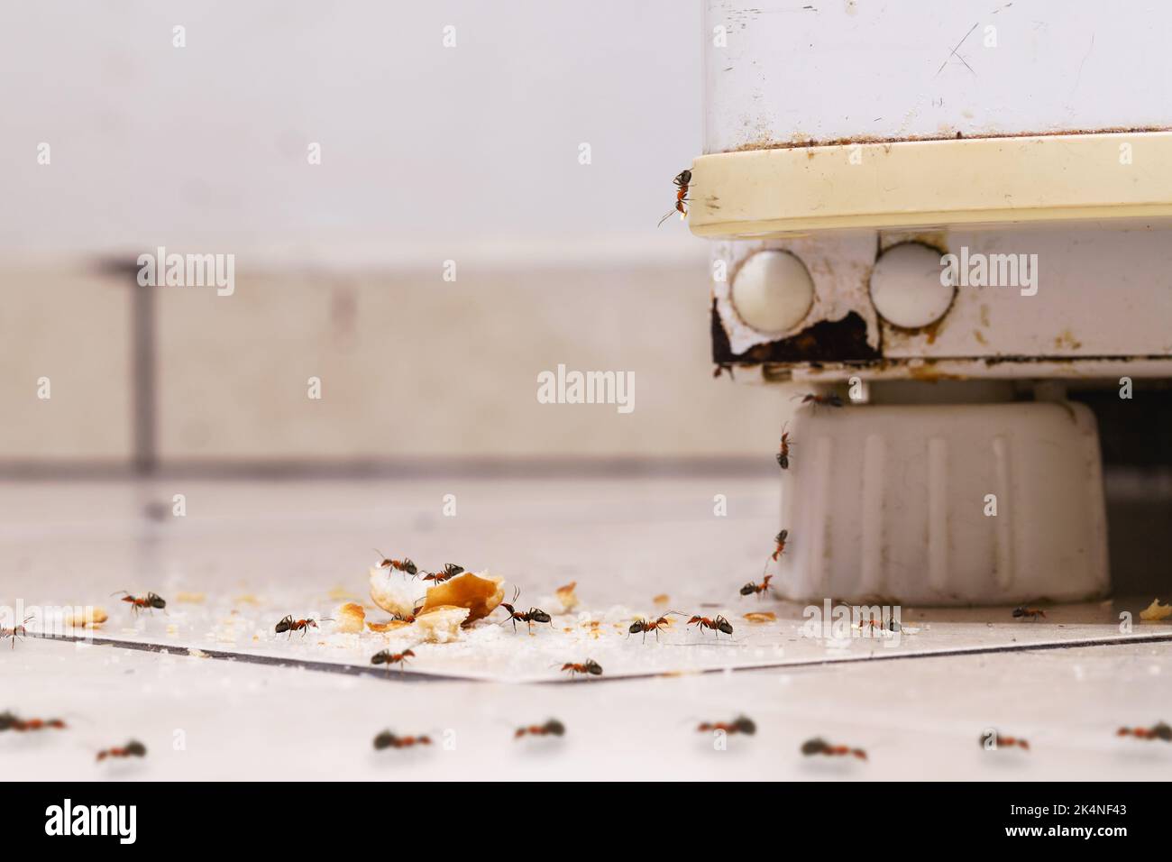 sweet ants eating sugar and crumbs on the floor, climbing on an old
