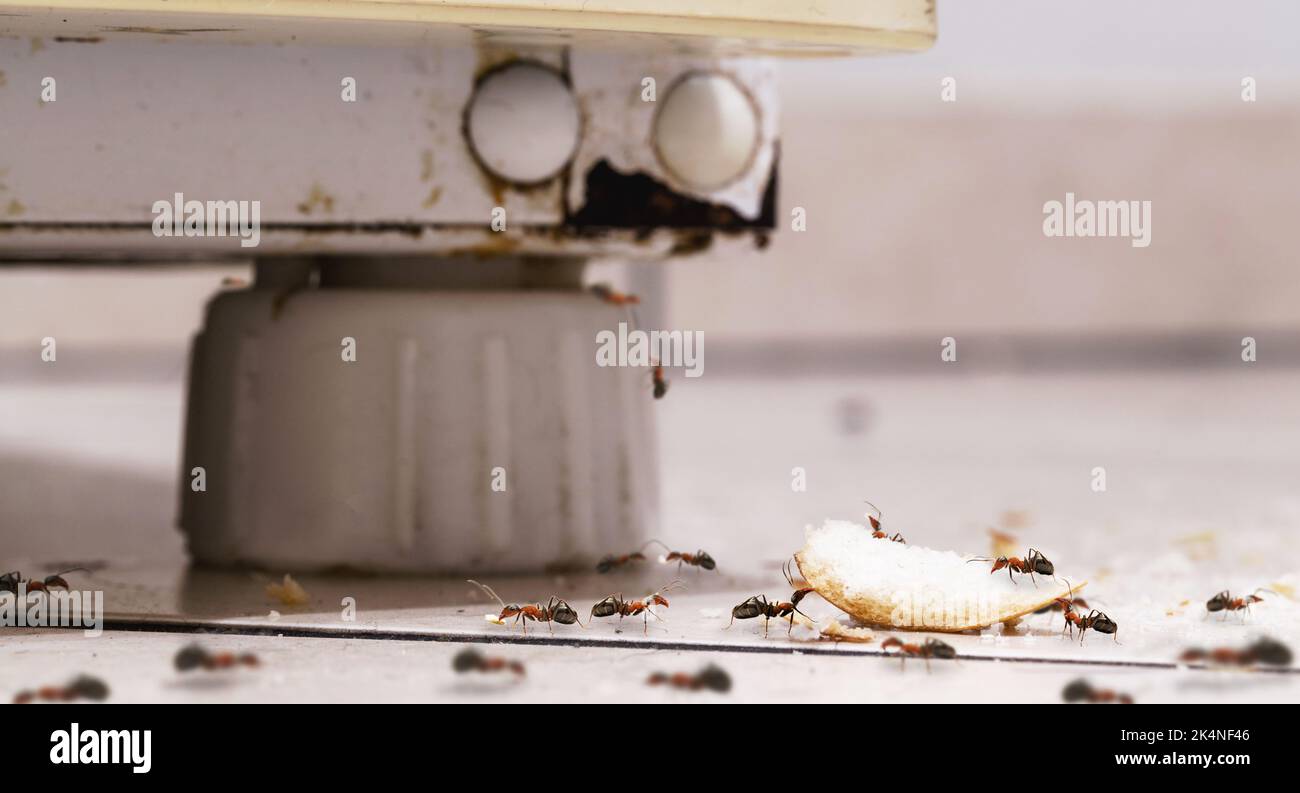 sweet ants eating sugar and crumbs on the floor, climbing on an old