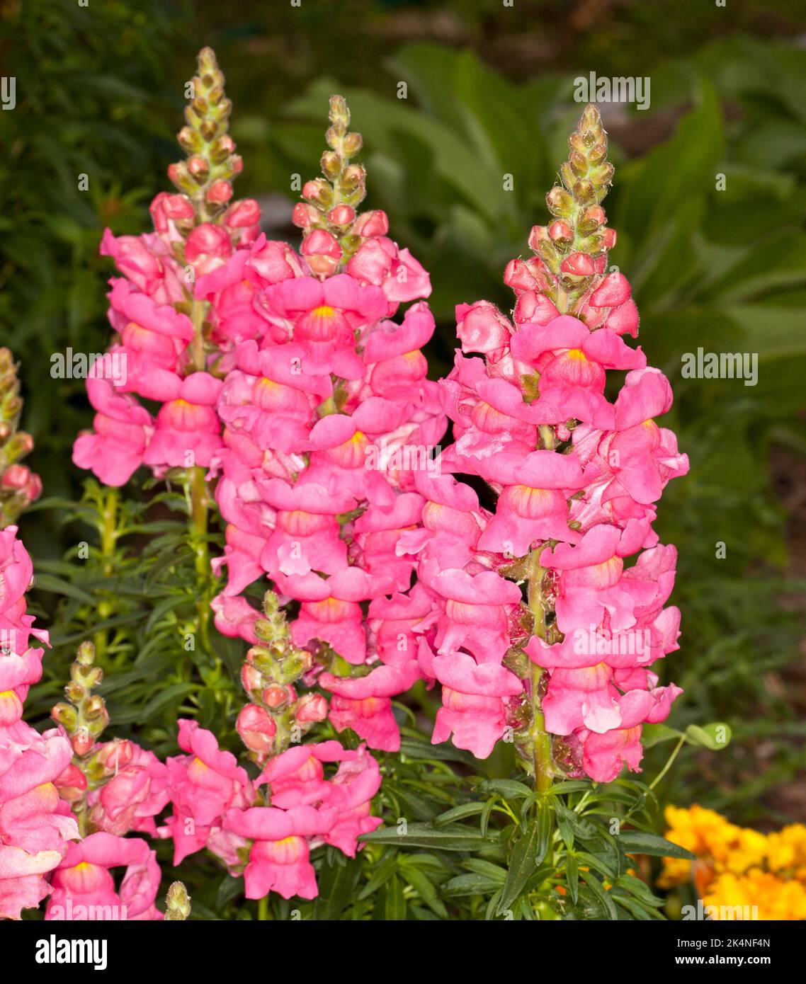 Antirrhinum 'Tetra mix' perfumed flowers Stock Photo