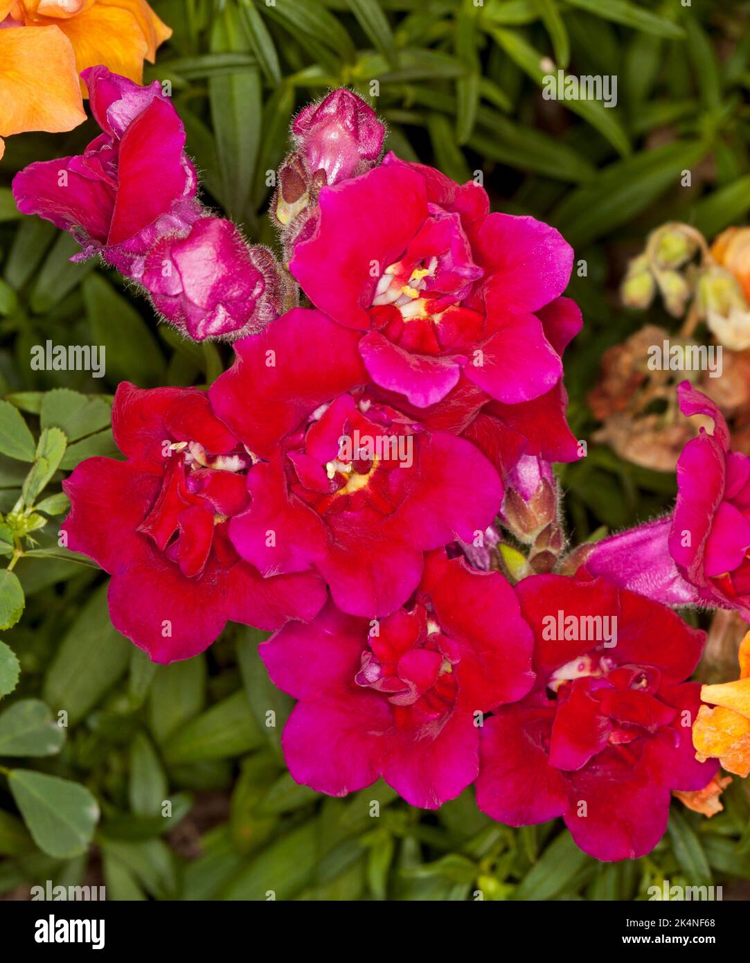 Antirrhinum 'Tetra mix' perfumed flowers Stock Photo