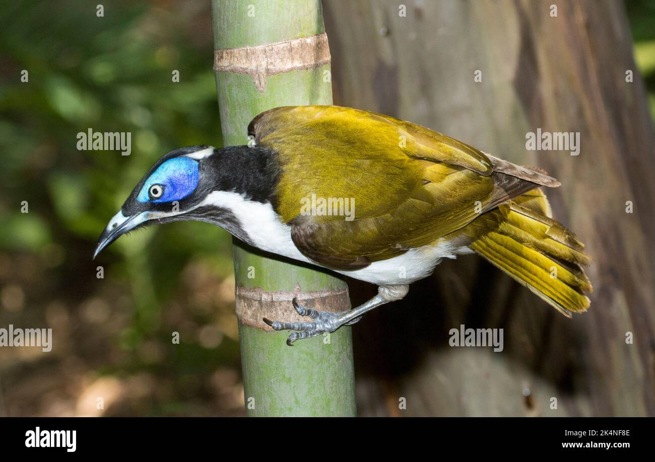 Beautiful Blue-faced Honeyeater, Entomyzon cyanotis, clinging to the trunk of a palm tree in Australia Stock Photo