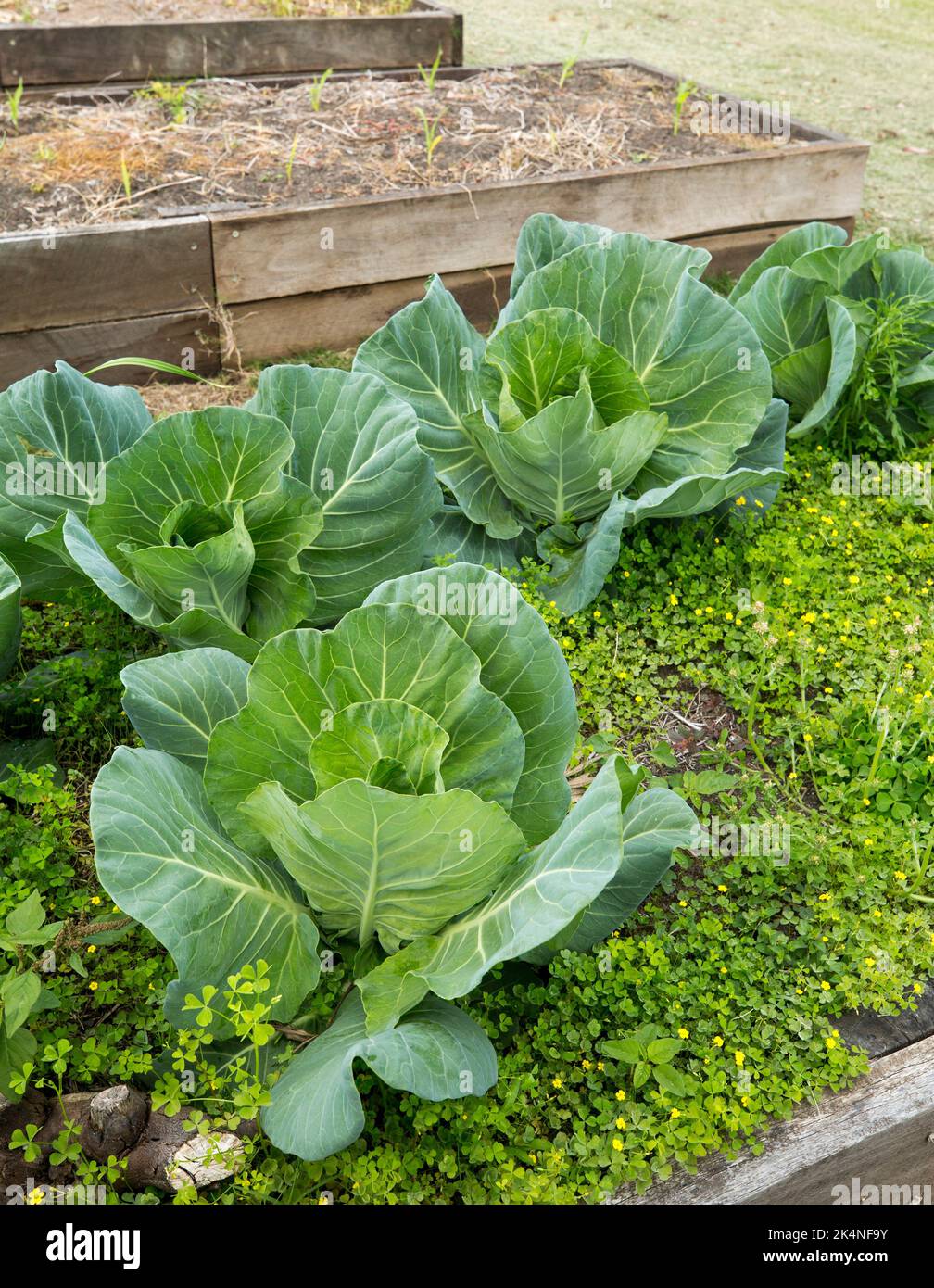 Cabbages growing in a back yard vegetable garden in Australia Stock