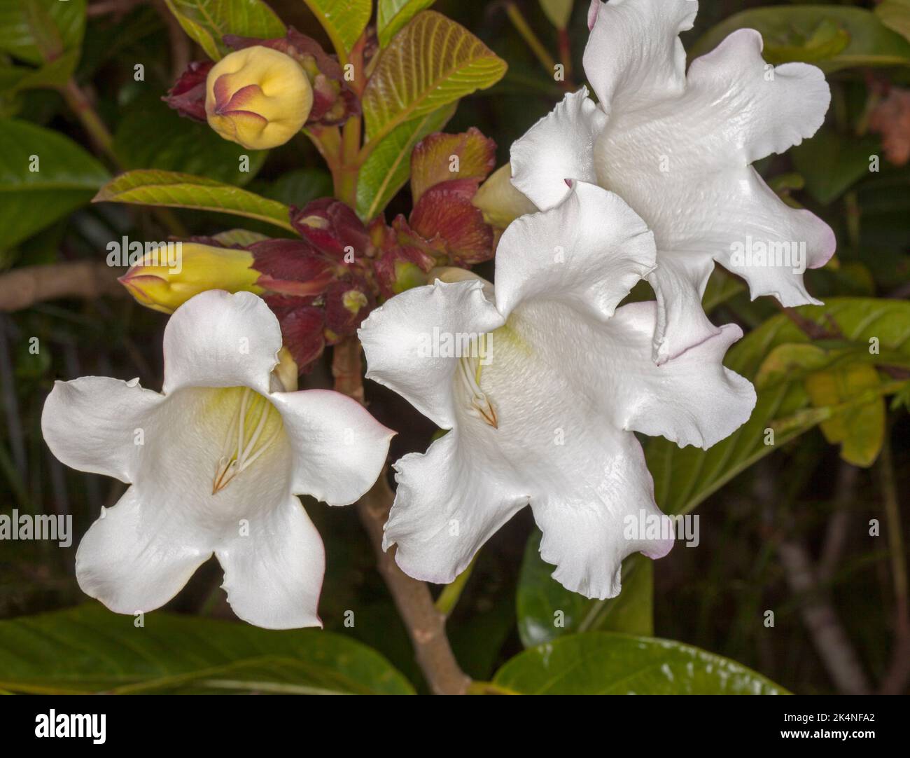 Large perfumed white flowers of Beaumontia grandiflora, Herald's Trumpet, an unusual climbing shrub, on background of dark green leaves, in Australia Stock Photo