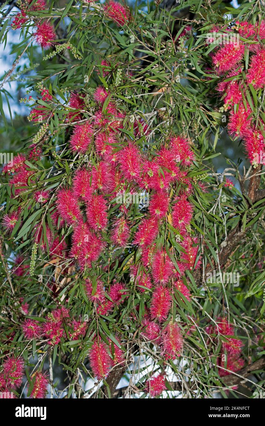 Deep pink / red flowers and green leaves of Australian native Callistemon / bottlebrush tree Stock Photo