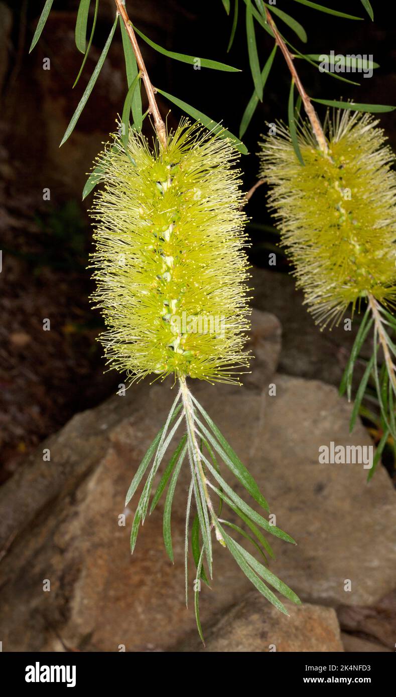 Unusual lime green / yellow flowers and green leaves of Callistemon viridiflorus, Australian native bottlebrush. Stock Photo