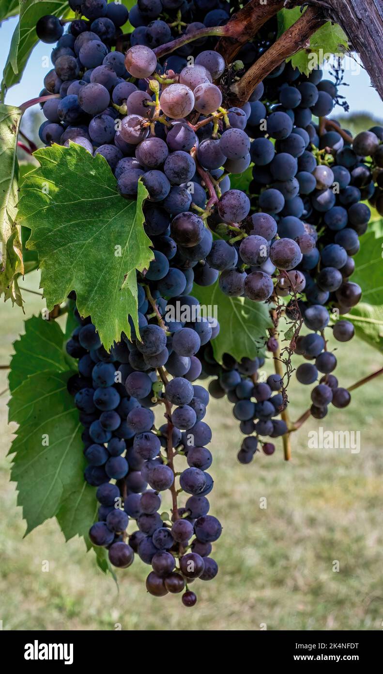 Purple grapes growing on the vine at harvest time on a late summer day