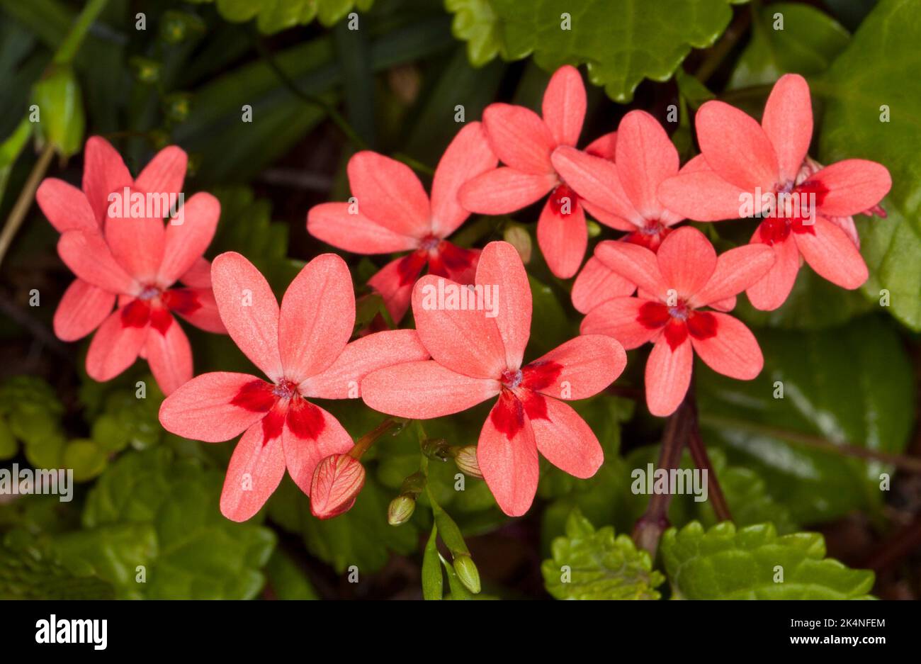 Cluster of deep pink flowers of Freesia laxa, tropical freesia, on background of green leaves, in an Australian garden. Stock Photo