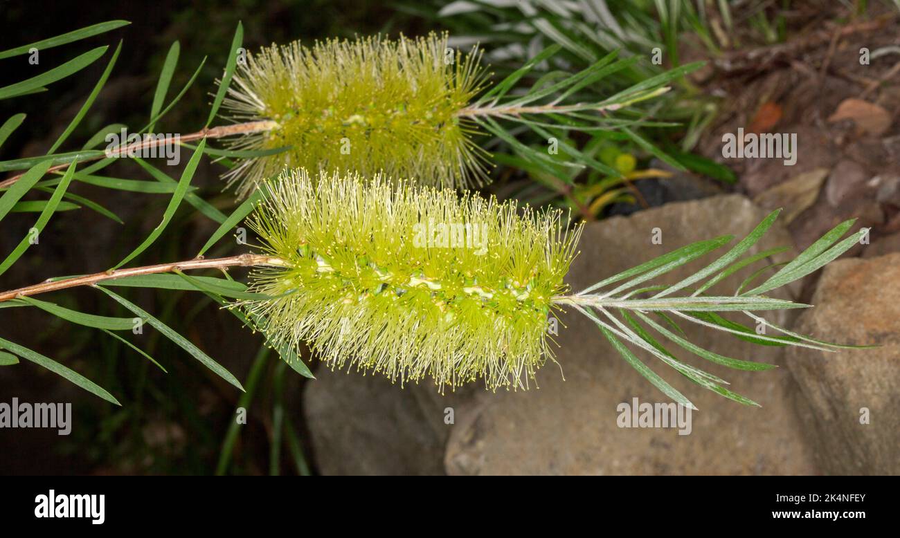 Unusual lime green / yellow flowers and green leaves of Callistemon viridiflorus, Australian native bottlebrush. Stock Photo