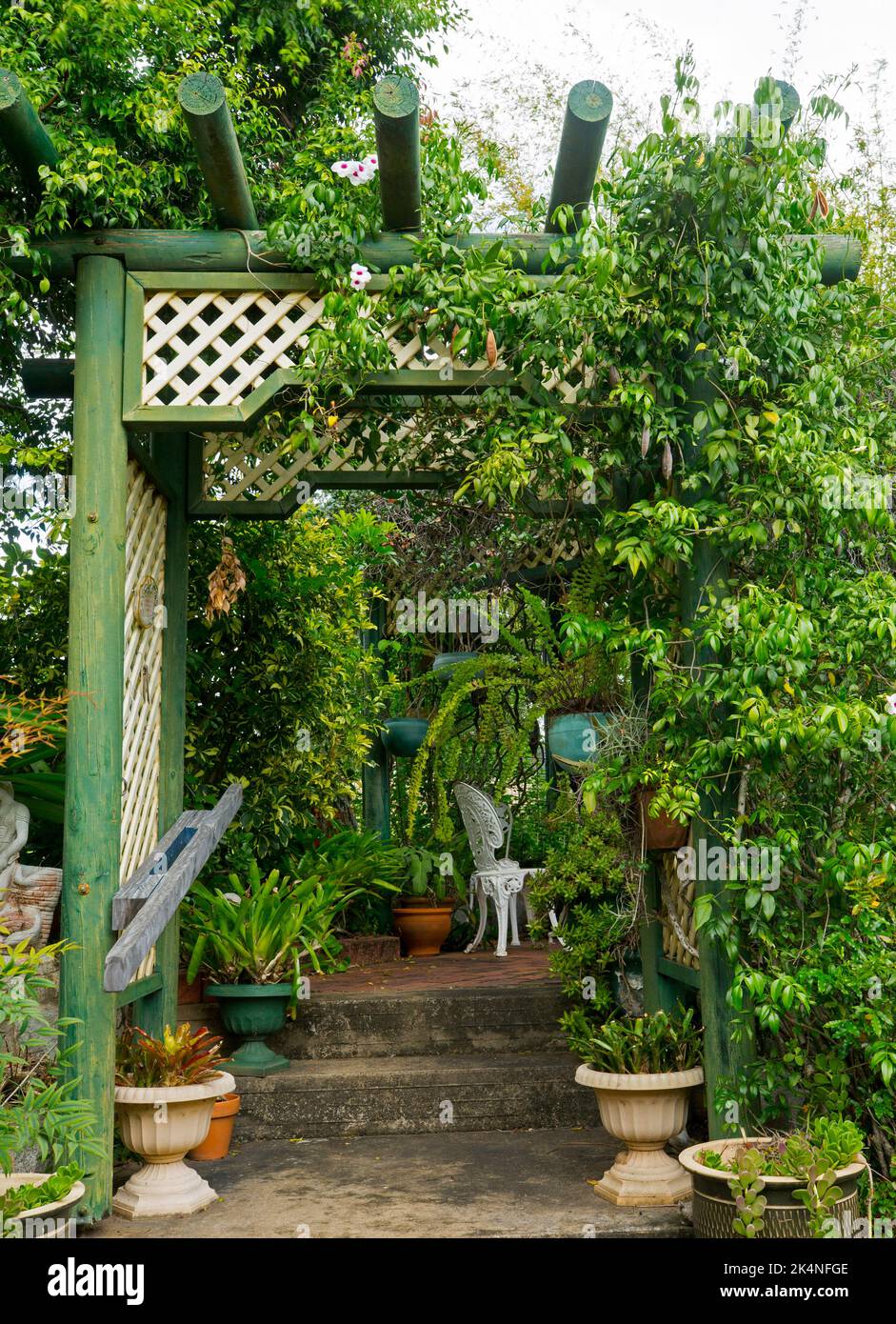 Attractive courtyard garden with steps leading past pot plants into seating area shaded by trellis covered with climbing plants in Australia Stock Photo
