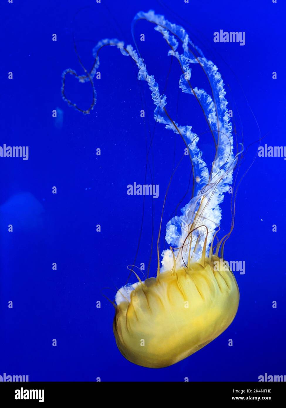 A yellow jellyfish ( Scyphozoa ) swimming on a blue background Stock Photo