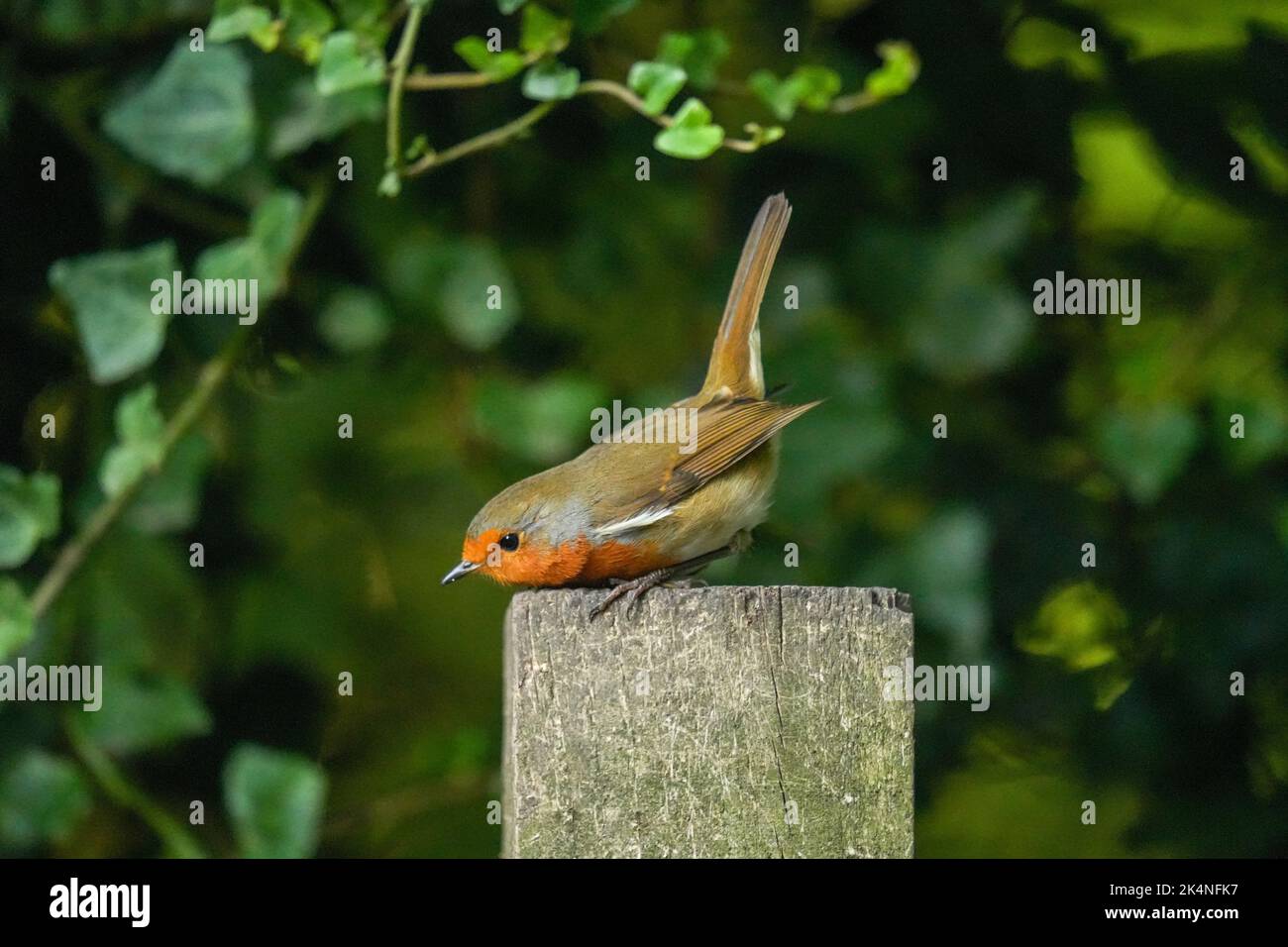 Robin Stock Photo