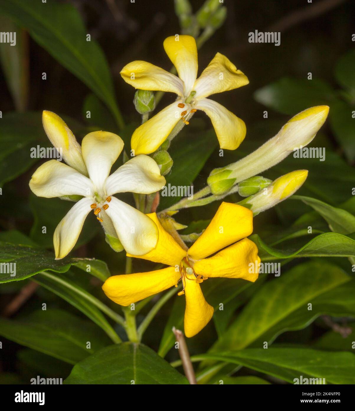 Cluster of yellow and white perfumed flowers of Hymenosporum flavum, Australian native frangipani tree, on background of dark green leaves Stock Photo