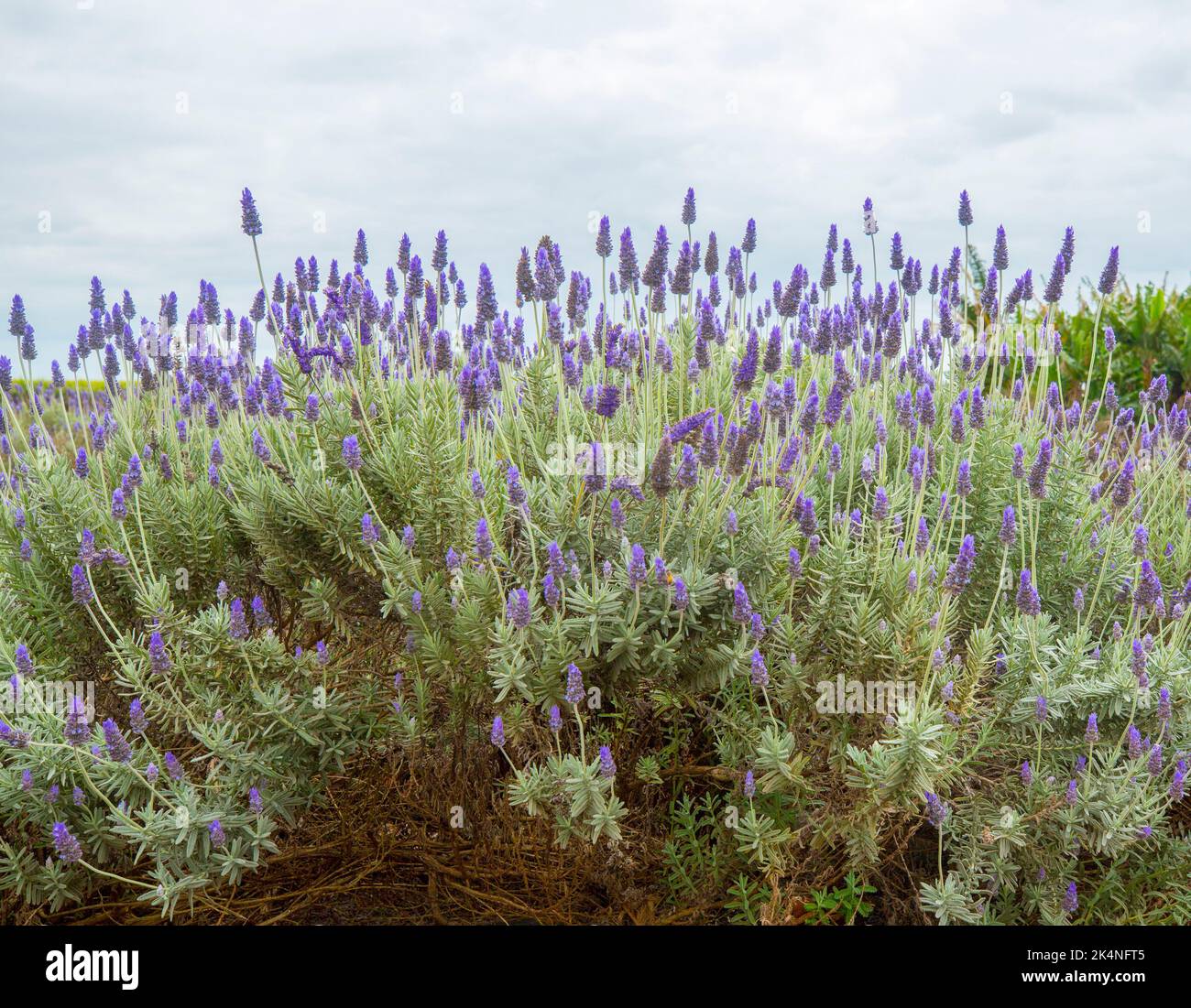 Mass of Lavender plants with purple perfumed flowers in full bloom