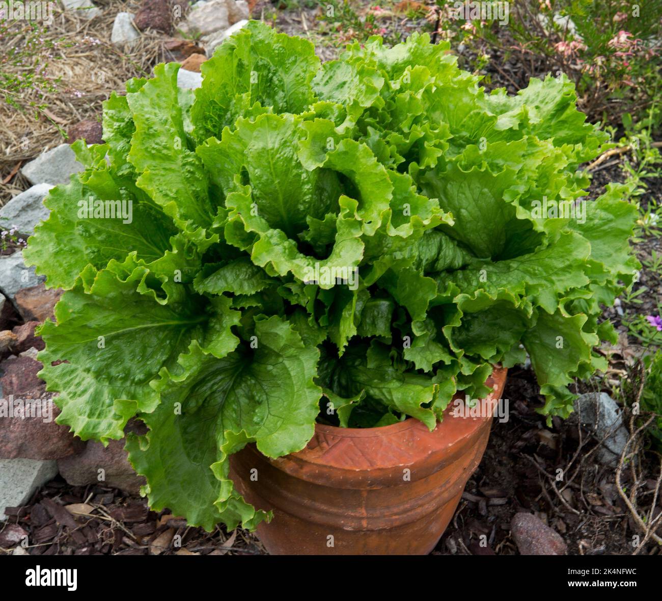 Lettuces, a salad vegetable, with vibrant green leaves growing in a large terracotta pot Stock Photo