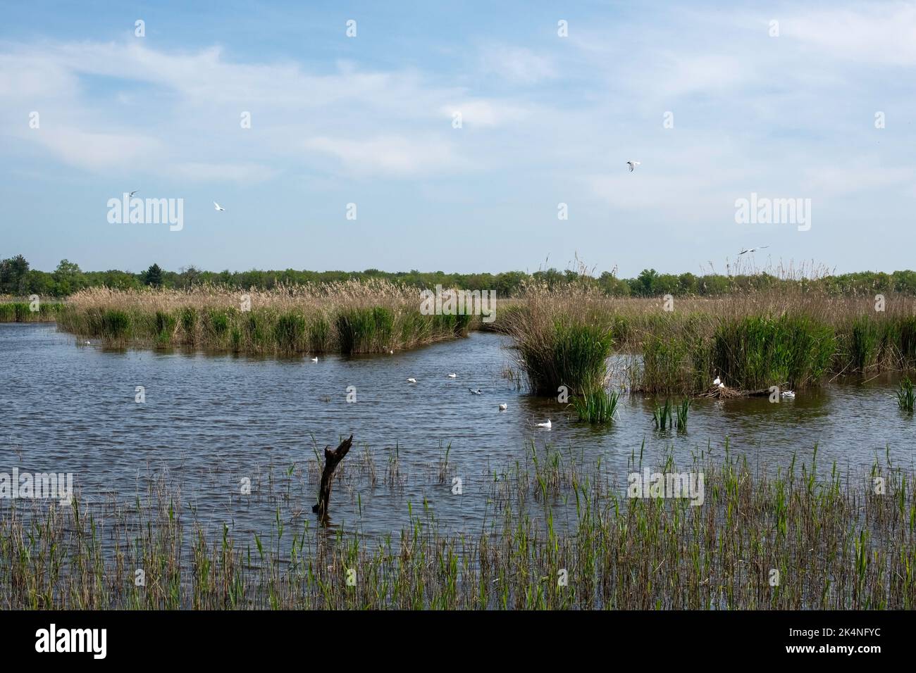 Pond of Parc Régional de la Brenne en France. This pond is one of the 3000 other ponds of this Parc Régional. A lot of birds take place all the year. Stock Photo