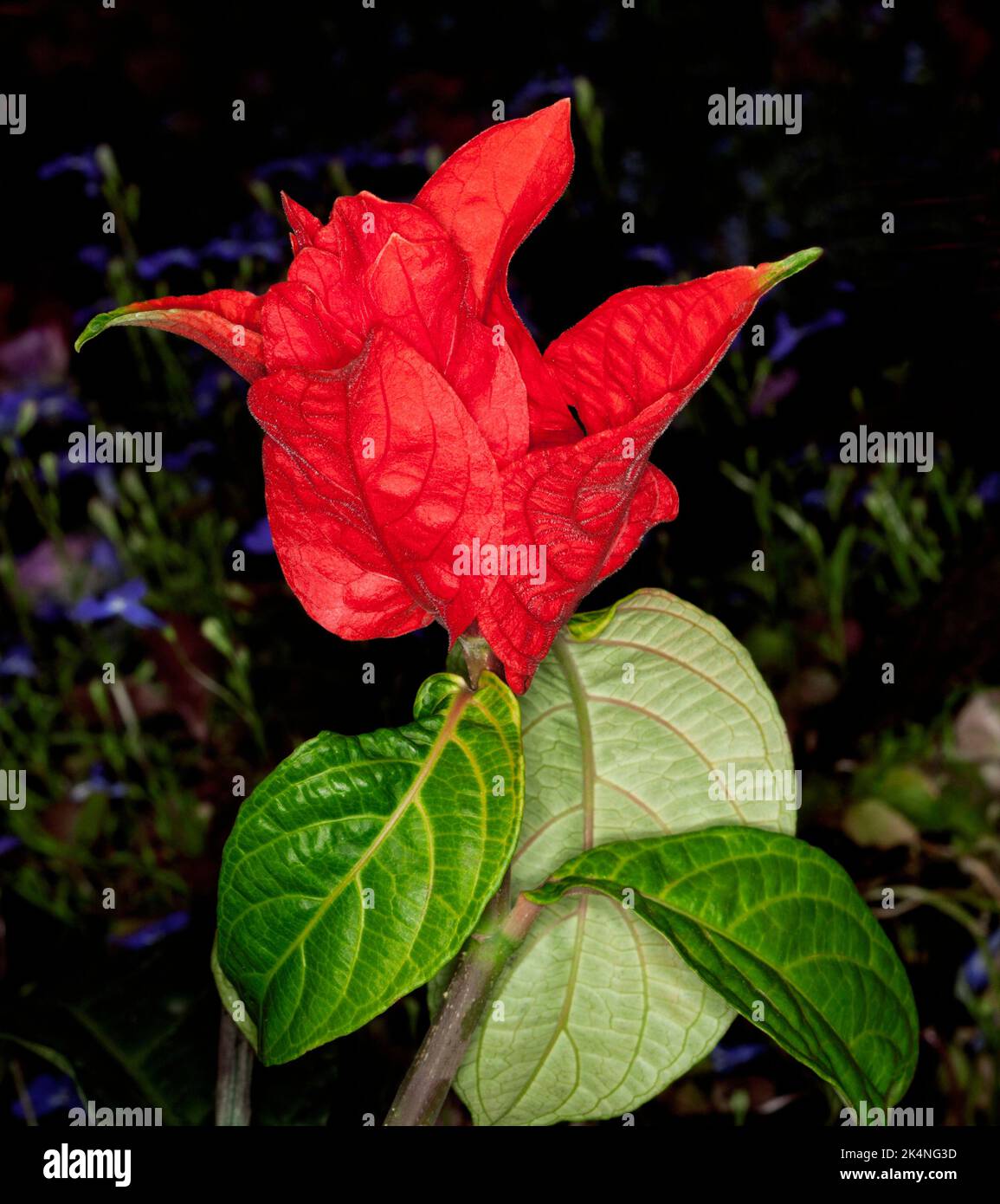 Stunning vivid red flowers and bracts and green leaves of rare plant, Ruellia chartaceae,Red Shrimp Plant, on dark green background Stock Photo