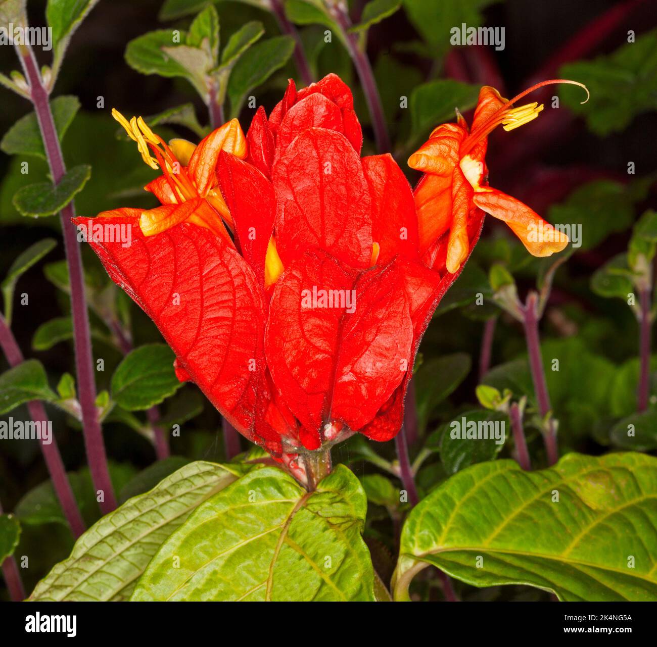 Stunning vivid red flowers and bracts and green leaves of rare plant, Ruellia chartaceae,Red Shrimp Plant, on dark green background Stock Photo