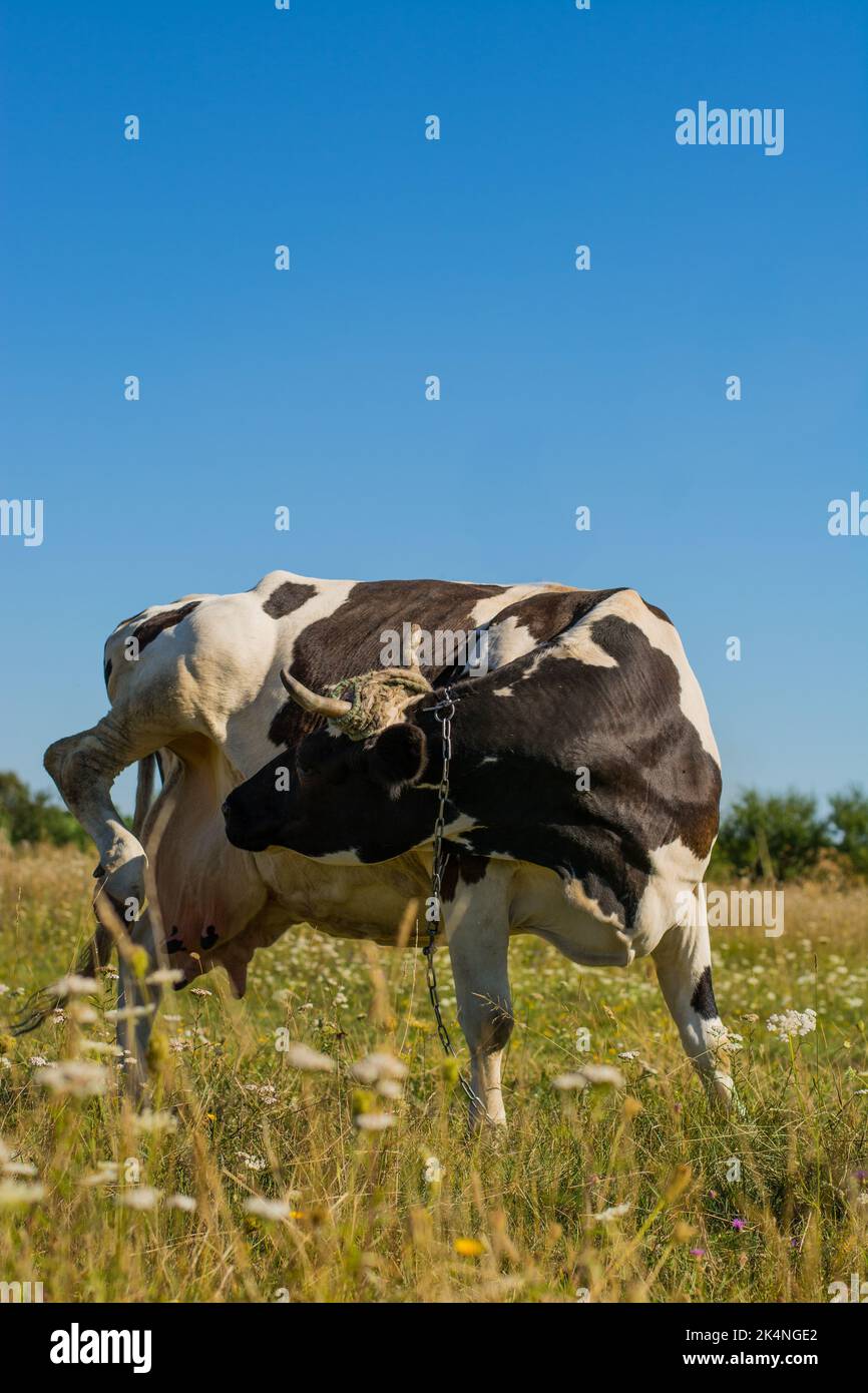 A vertical shot of a cow in meadow Stock Photo - Alamy