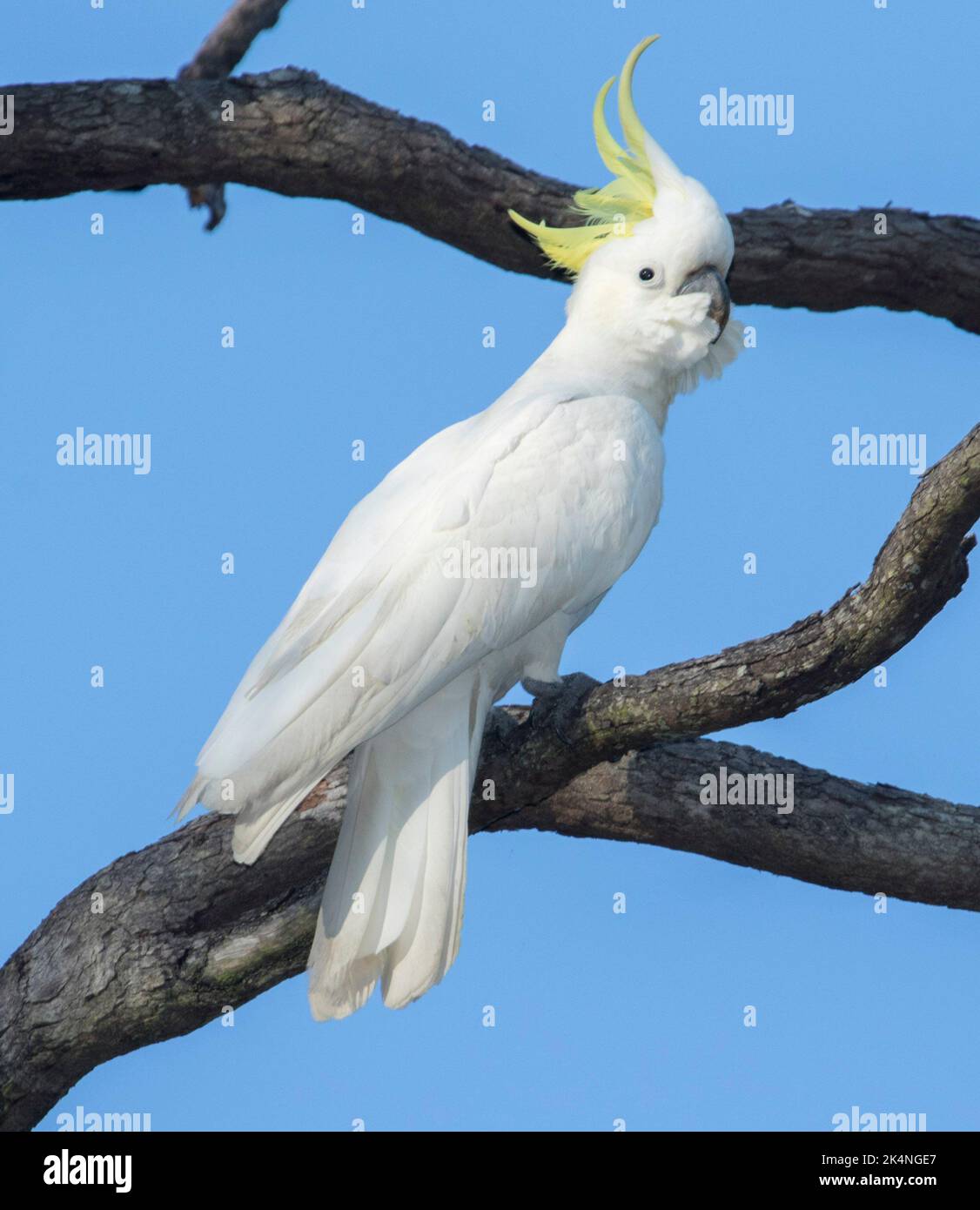 White Sulphur-crested Cockatoo, Cacatua galerita, with crest raised, perched on dead tree against blue sky in Australia Stock Photo