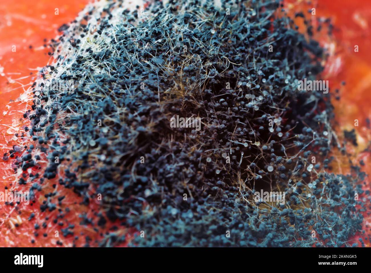 Ultra-macro mold fungi (Mucor mucedo). Black heads of sporangia and thin strands of mycelium (one branched cell) resemble alien life. It is used for p Stock Photo