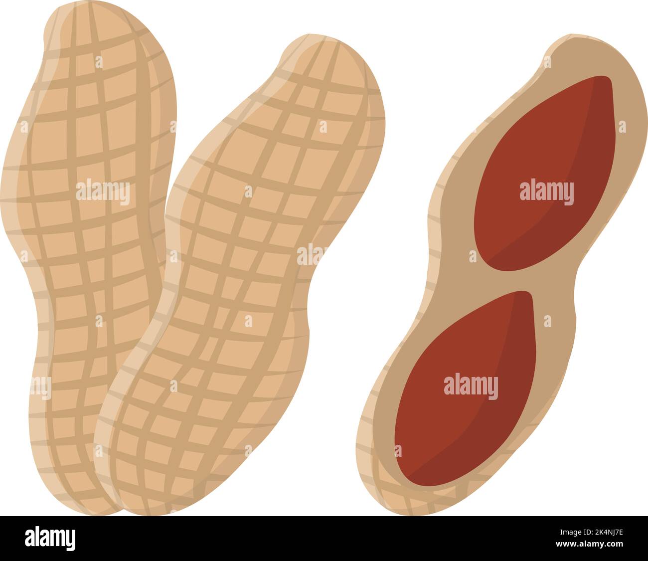 Peanut in shell, illustration, vector on a white background. Stock Vector