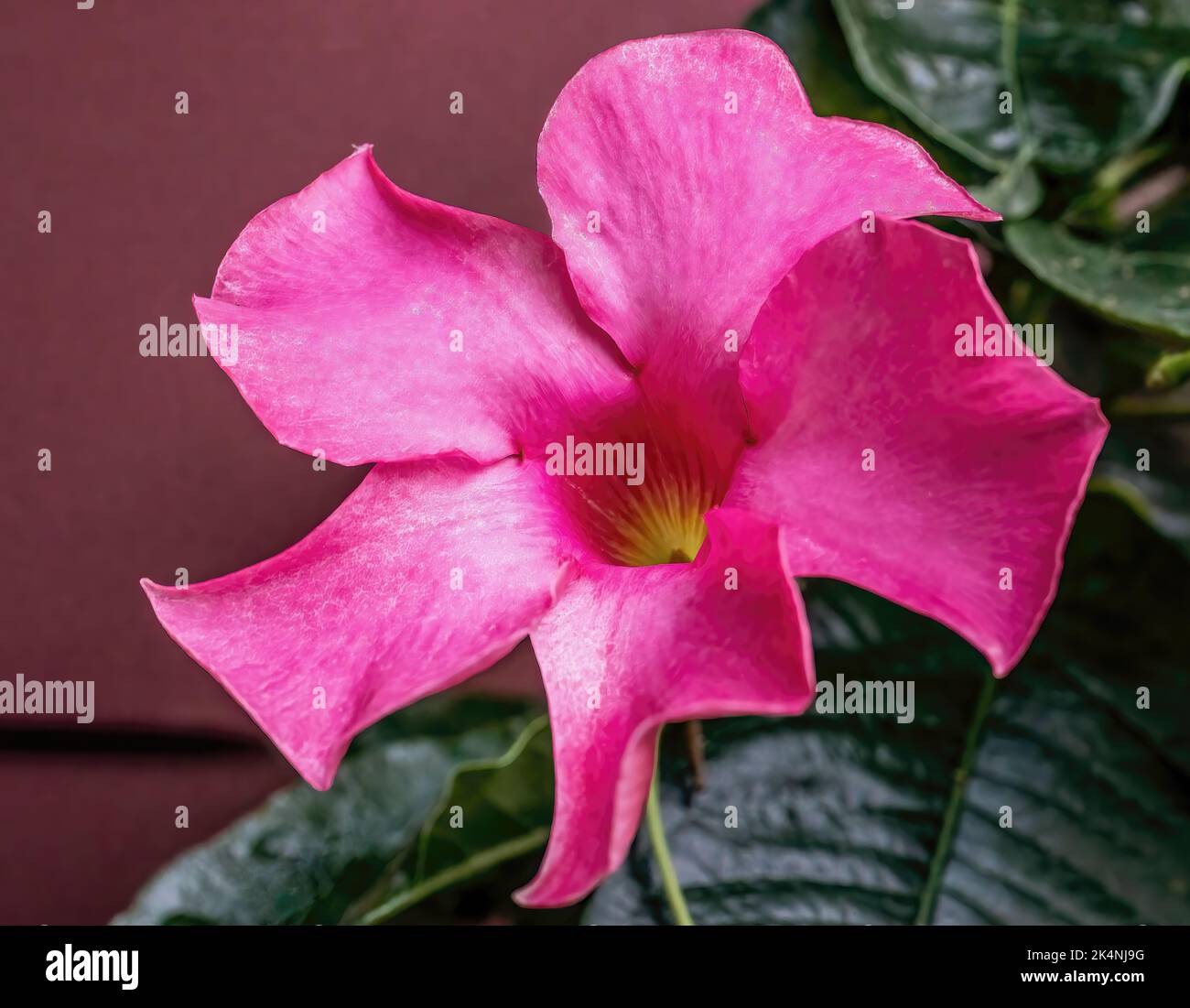 Closeup of a large bright pink mandevilla blossom growing on a vine on a late summer day in St. Croix Falls, Wisconsin USA. Stock Photo