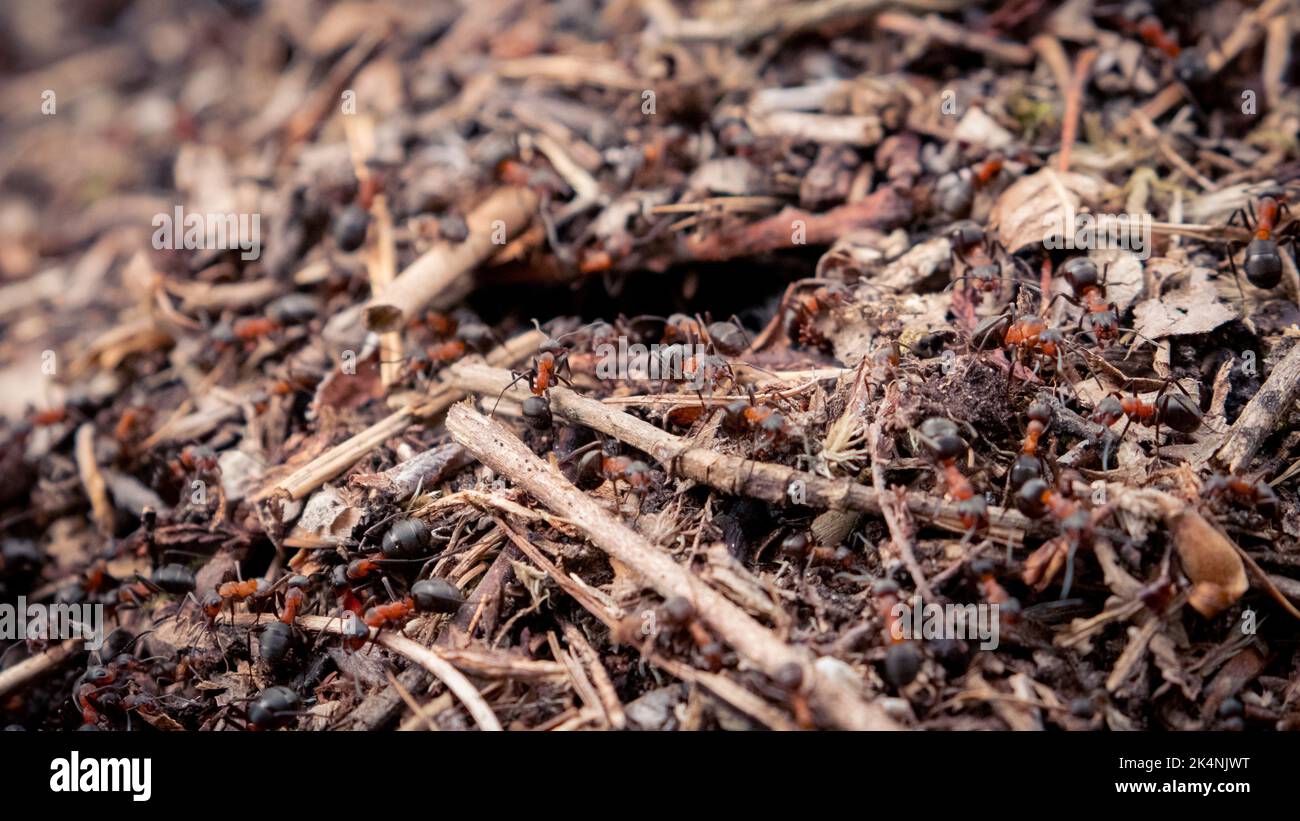 Red Wood Ants Working on their Nest Stock Photo Alamy