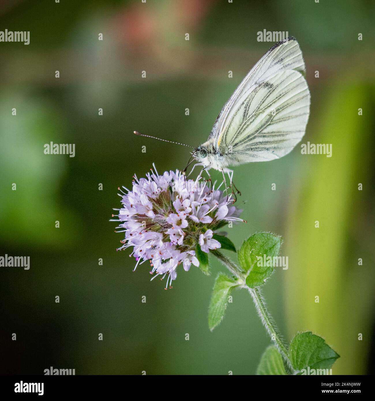 The Common Cabbage White Butterfly Stock Photo Alamy