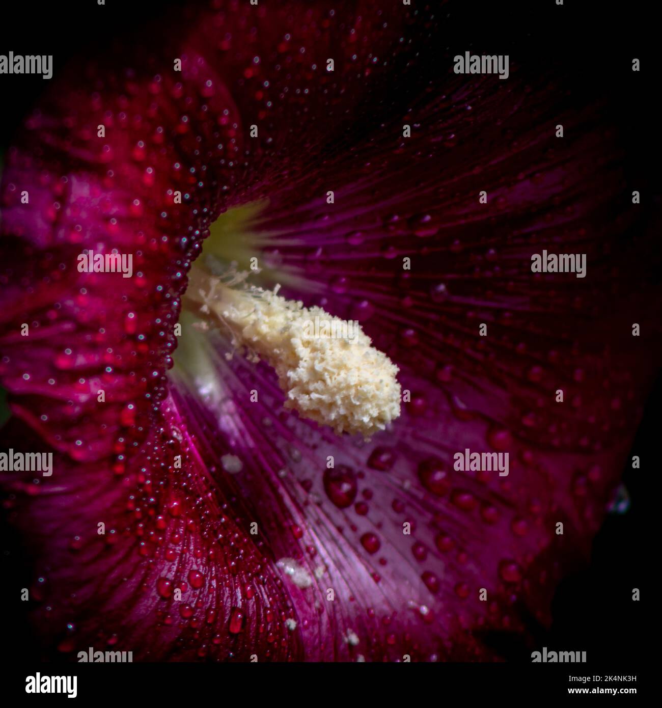 Black Hollyhock Macro with Droplets Stock Photo