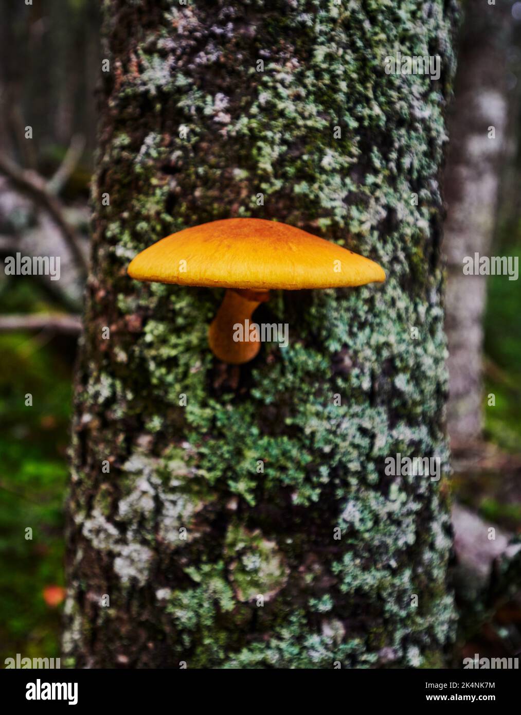 Wild orange and red mushroom growing on a tree on the Cutler Coast, Maine Stock Photo