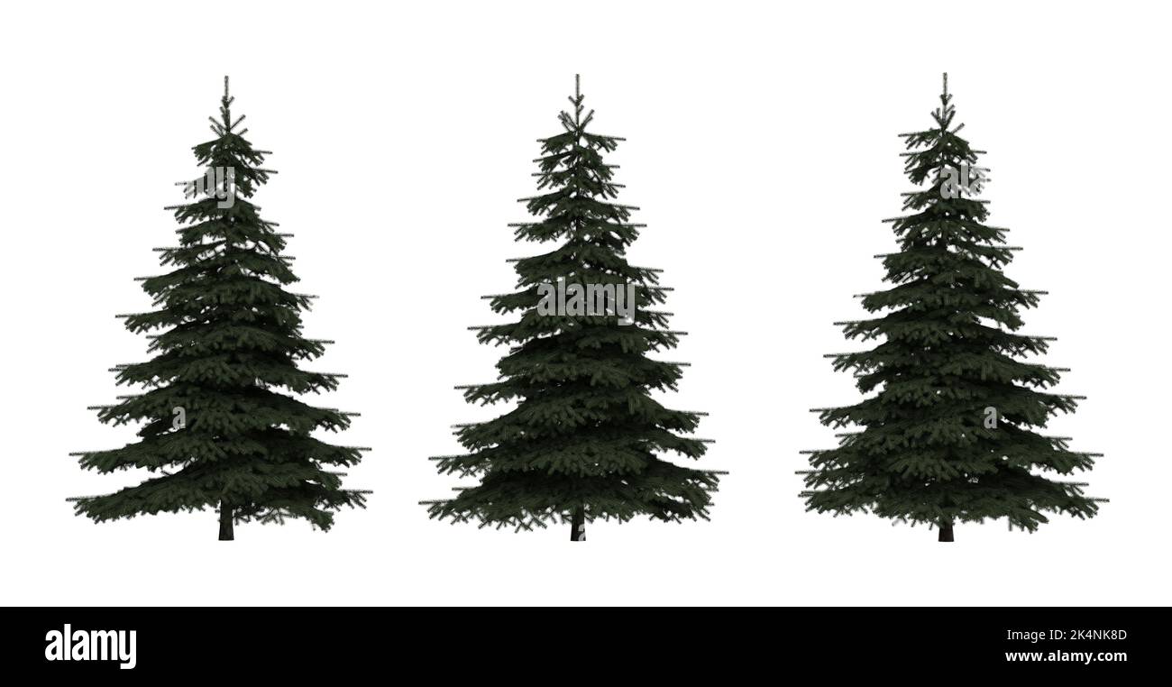 three pine trees on white background - different POV - 3D rendering ...