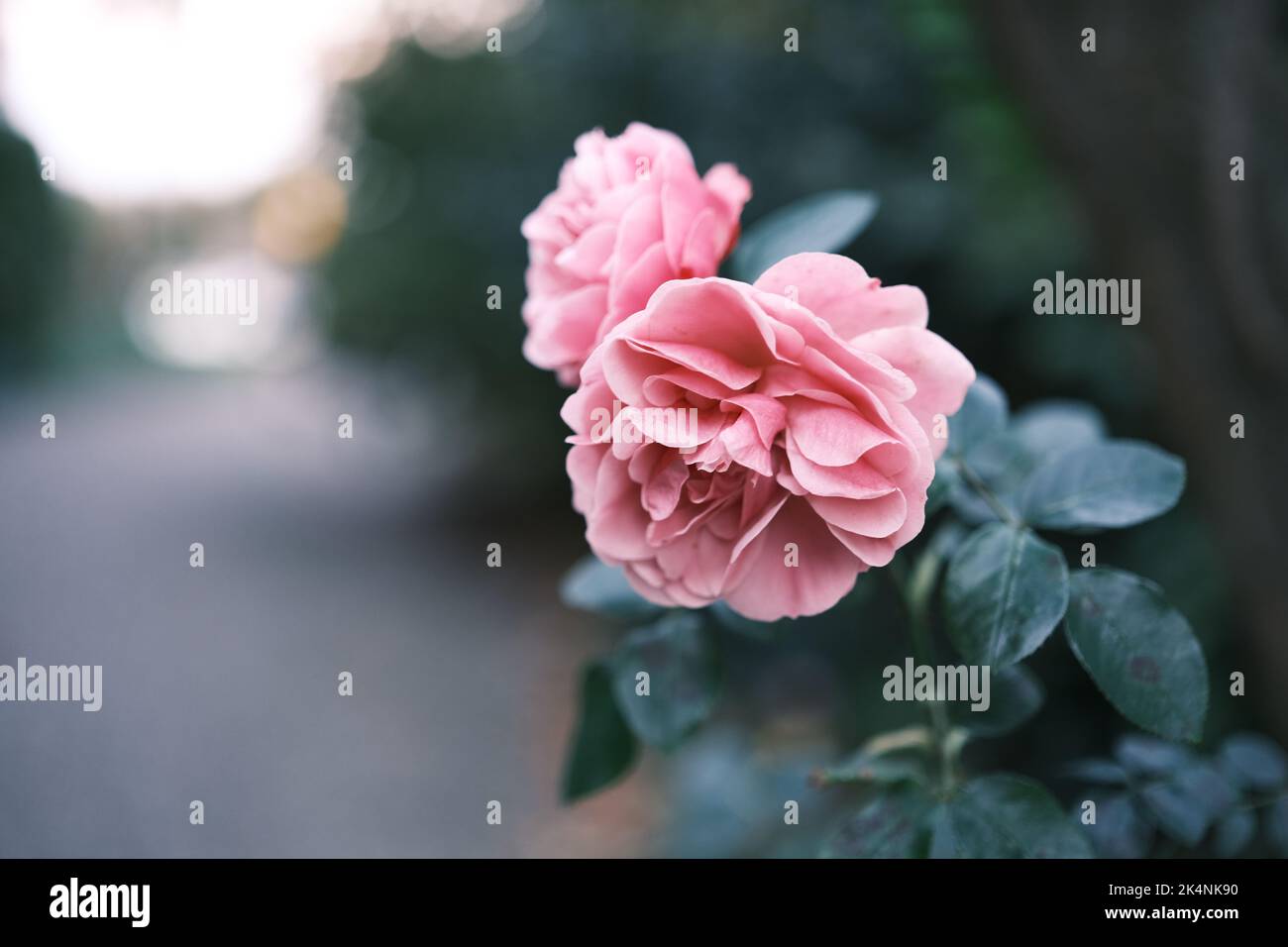 A selective focus of a pink Bonica 82 with blurred street background Stock Photo