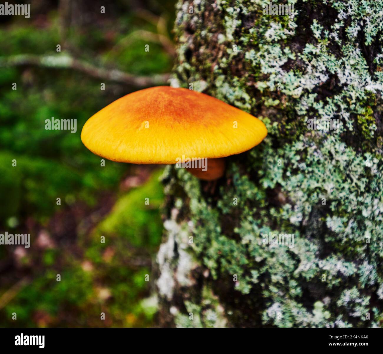 Wild orange and red mushroom growing on a tree on the Cutler Coast, Maine Stock Photo