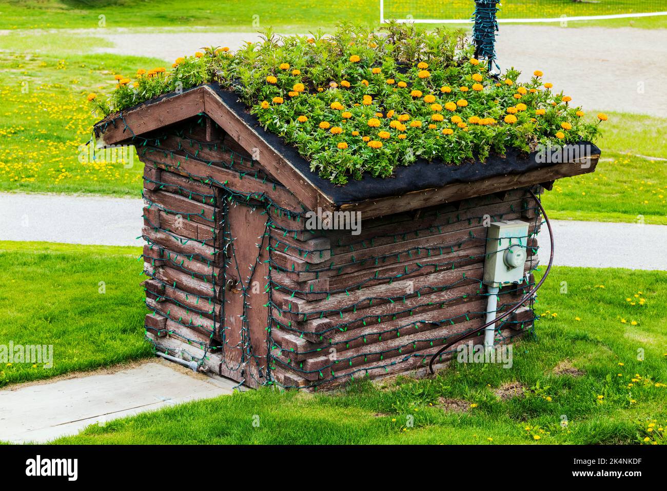 Yellow Marigold flowers growing on the roof of a small historic log cabin; Whitehorse; Yukon Territories; Canada Stock Photo
