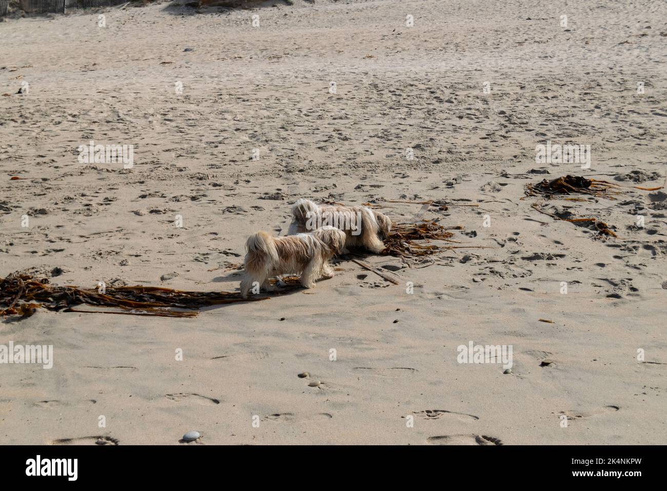 Dogs on the beach. Twin dogs going out for a walk on the beach. Dogs outdoors on the beach sniffing the sand. Stock Photo