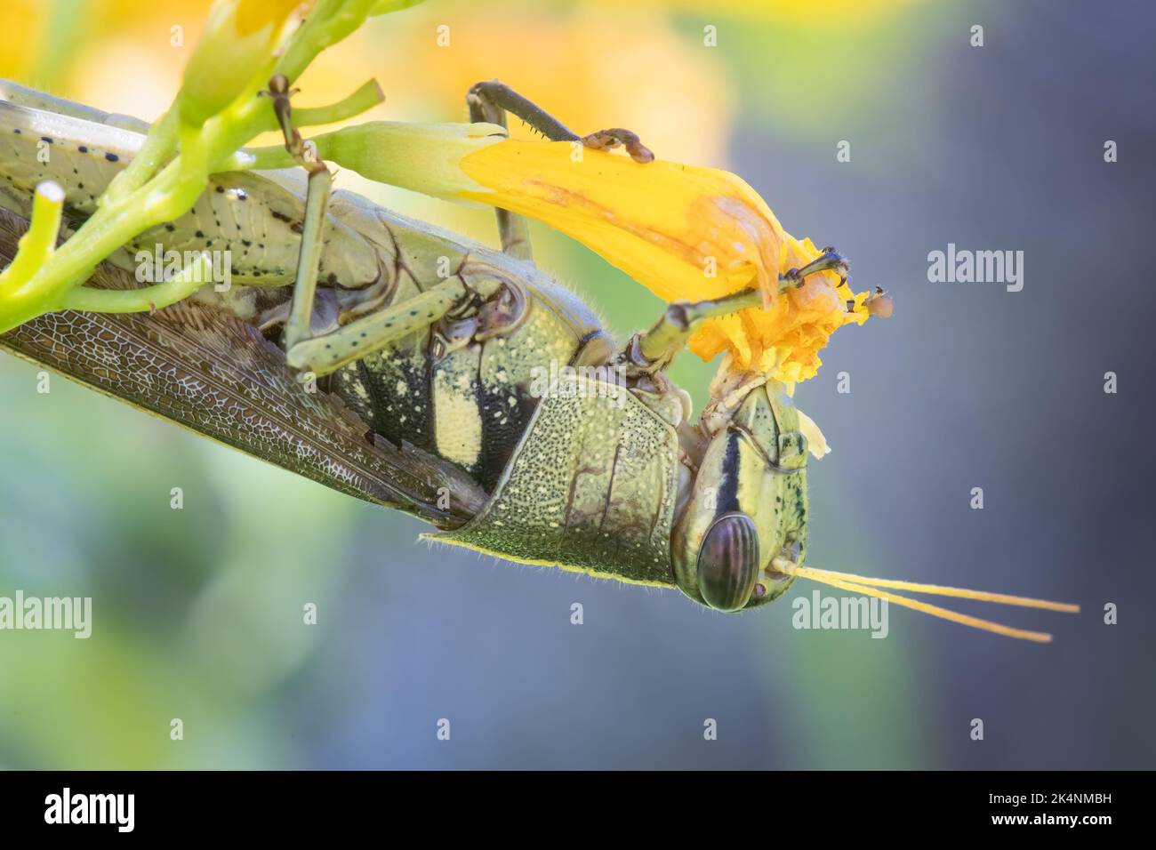 An Obscure bird grasshopper enjoys an esperanza flower at Mitchell Lake Audubon Center near San Antonio, Texas. Stock Photo