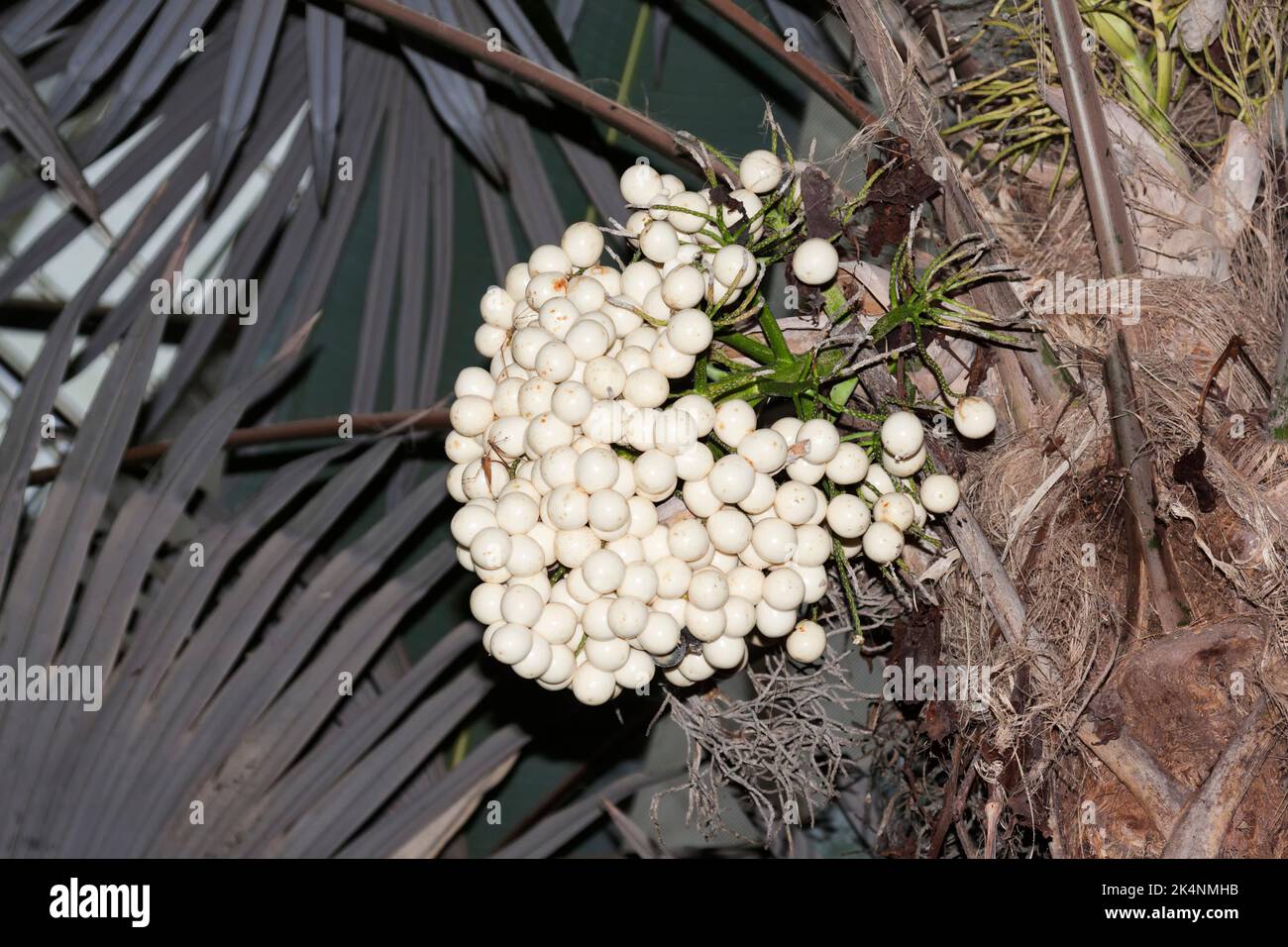 Cryosophila Warscewiczii Palm Tree Costa Rica Stock Photo Alamy cryosophila-warscewiczii-palm-tree-costa-rica-stock-photo-alamy