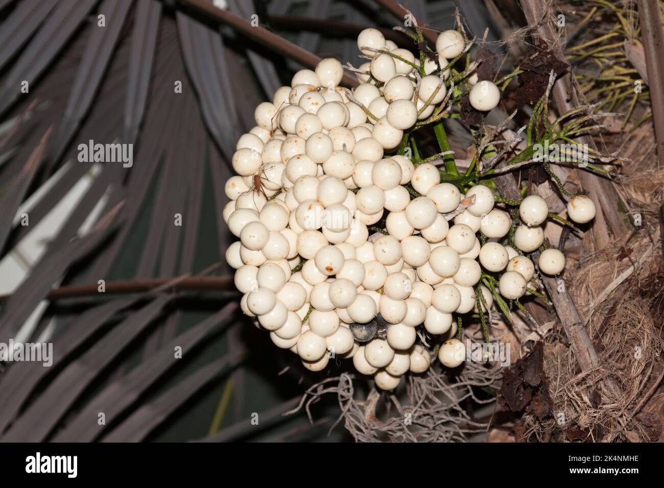 Cryosophila Warscewiczii Palm Tree Costa Rica Stock Photo Alamy cryosophila-warscewiczii-palm-tree-costa-rica-stock-photo-alamy