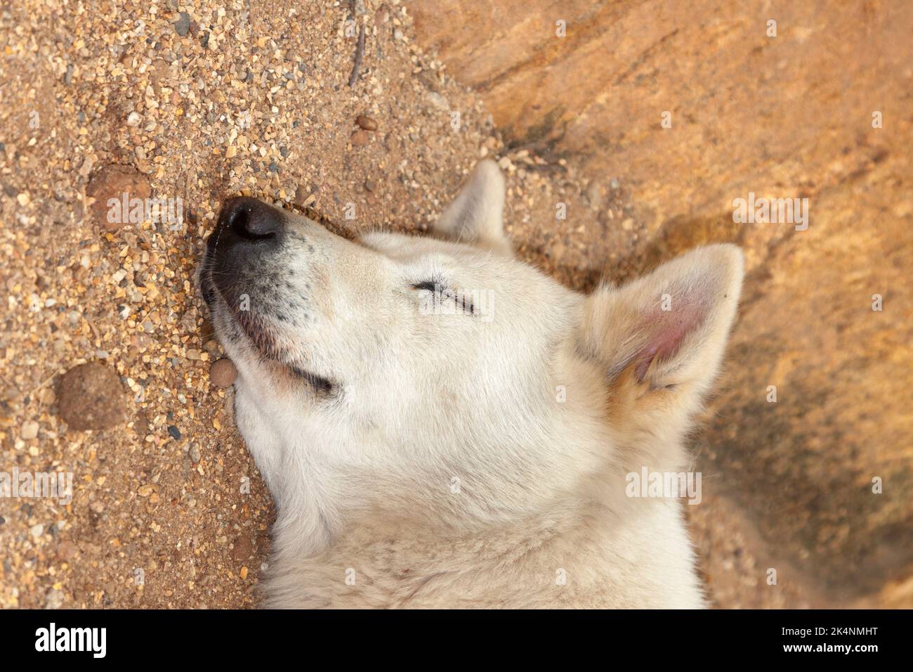 Killed dog at Dog Festival in Yulin, Guangxi province, China Stock Photo