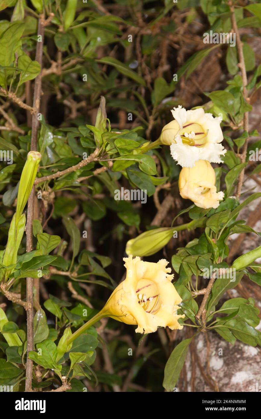 Yellow trumpet creeper or trumpet vine, Thailand, Southeast Asia Stock