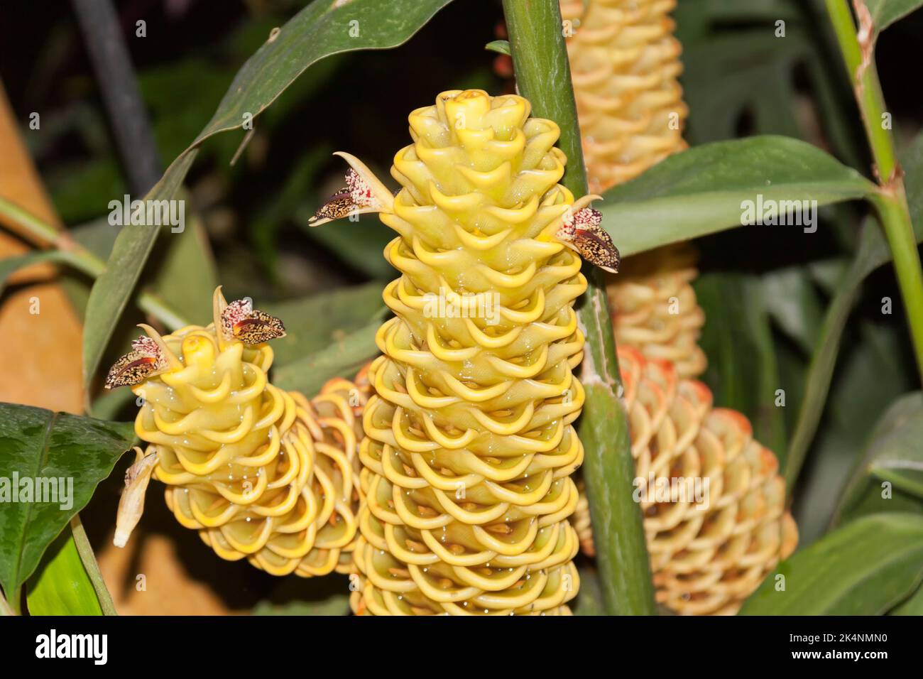 Zingiber spectabile, species of true ginger, native to Maritime Southeast Asia Stock Photo