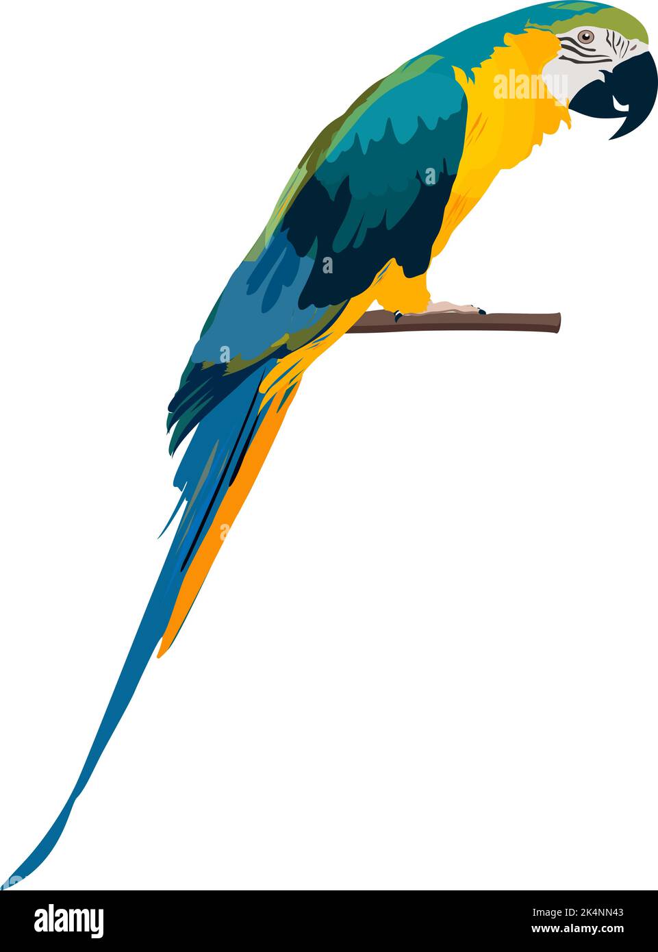 Talking parrot, illustration, vector on a white background. Stock Vector